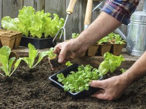 Growing Vegetables – Which Sort Will Fit You?